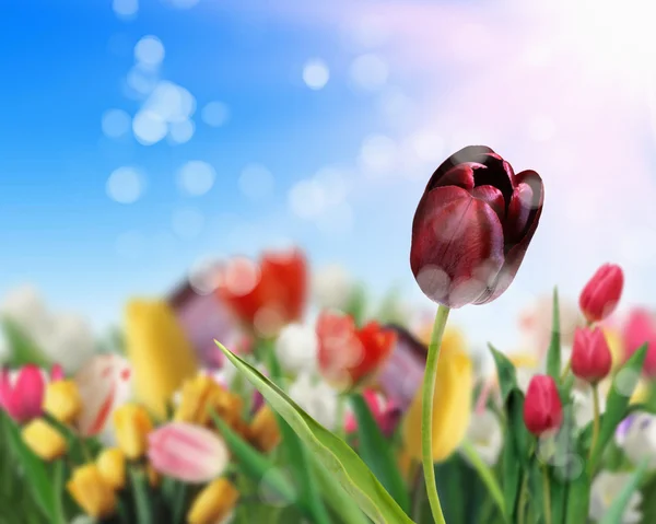 Campos de flores de tulipa — Fotografia de Stock
