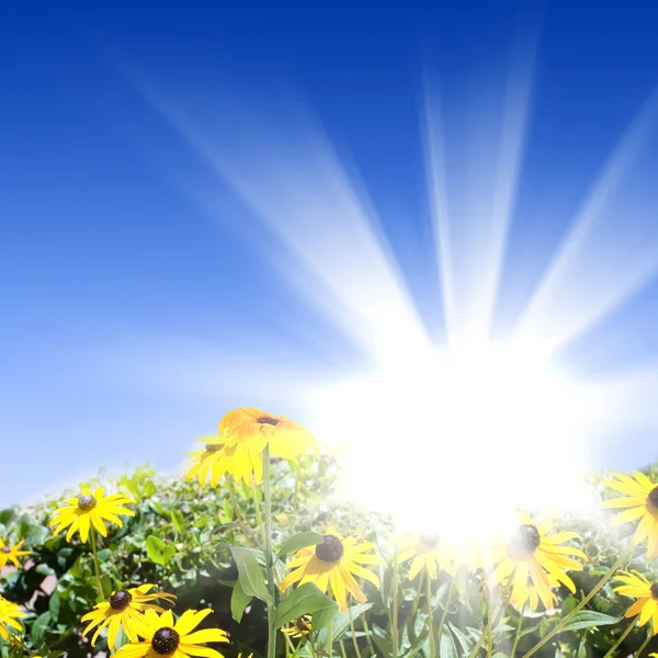 Prados de flores con sol brillante — Foto de Stock