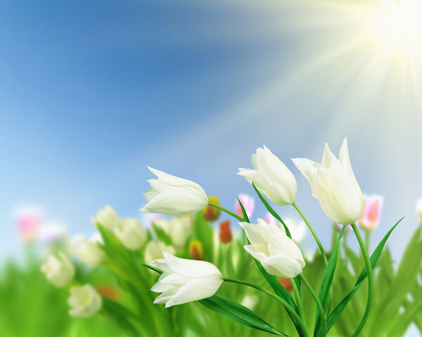 Цветочные поля тюльпанов
