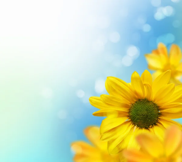 Bunte Blume Hintergrund — Stockfoto