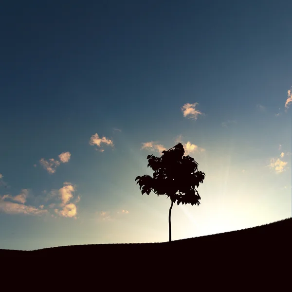 Einsamer Baum und Sonnenuntergang — Stockfoto