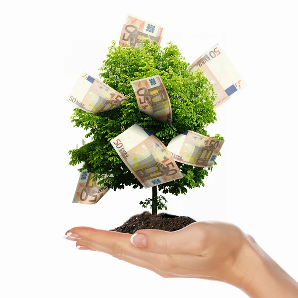 Money Tree — Stock Photo, Image