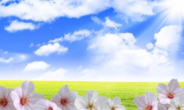 Mavi gökyüzü güzel çiçekler — Stok fotoğraf