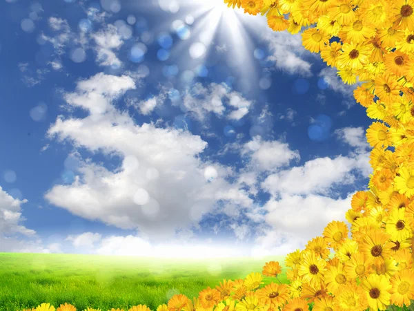 Schöne Blumen gegen den blauen Himmel — Stockfoto