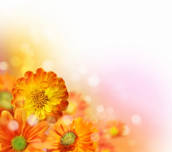 Colourful flower background — Stock Photo, Image