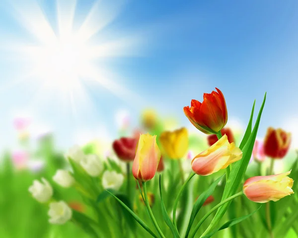 Campos de flores de tulipa — Fotografia de Stock