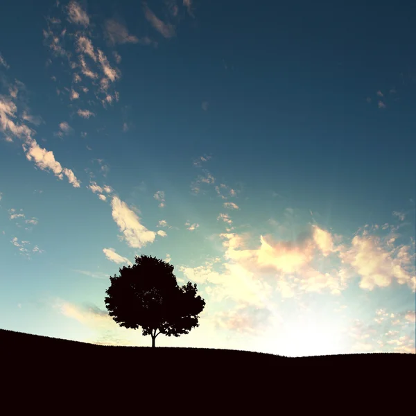 孤独な木と夕日 — ストック写真