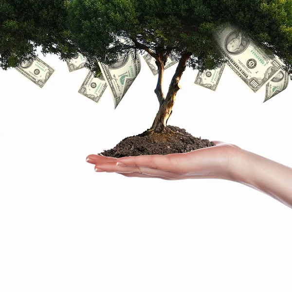 Drzewo pieniędzy — Zdjęcie stockowe