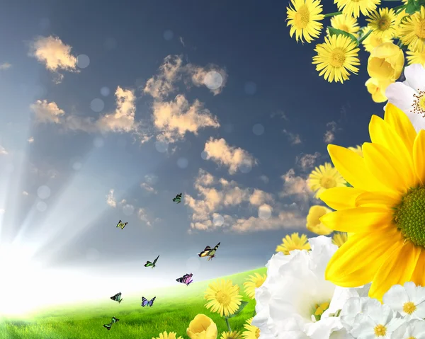 Vackra blommor mot den blå himlen — Stockfoto