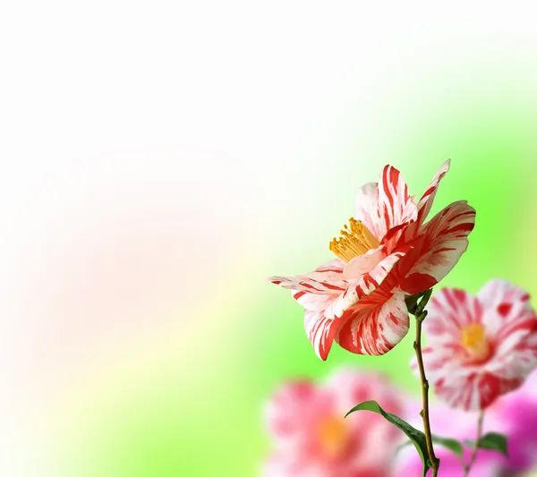 Fundo colorido da flor — Fotografia de Stock