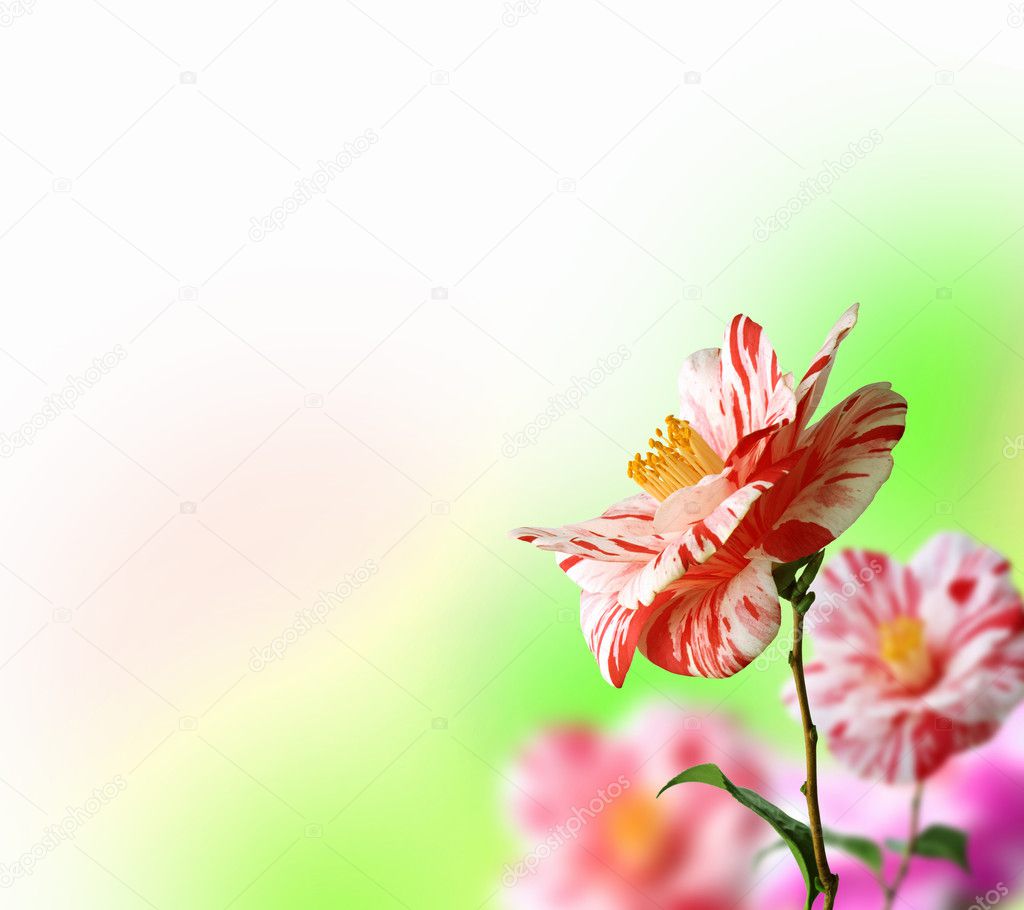 Colourful flower background Stock Photo by ©SergeyNivens 5782805