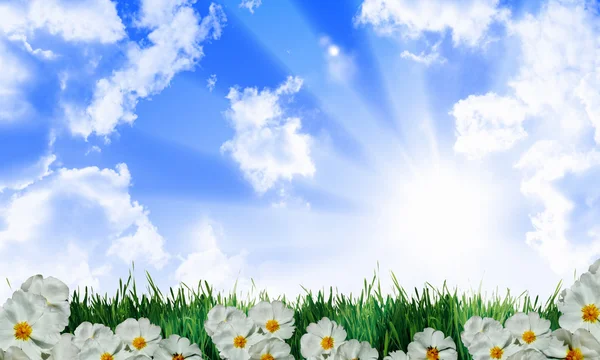 Krásné květiny proti modré obloze — Stock fotografie