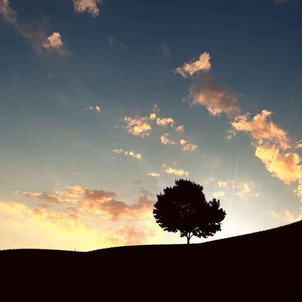 Μοναχικό δέντρο και το ηλιοβασίλεμα — Φωτογραφία Αρχείου