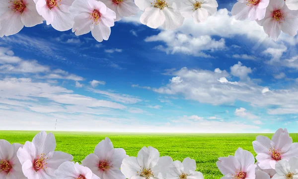 ดอกไม้ที่สวยงามกับท้องฟ้าสีฟ้า — ภาพถ่ายสต็อก