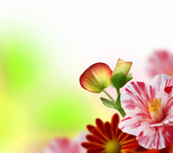 Colorato sfondo fiore — Foto Stock