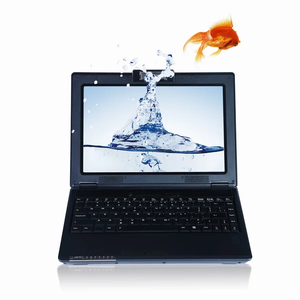 笔记本屏幕上的黄金鱼 — 图库照片