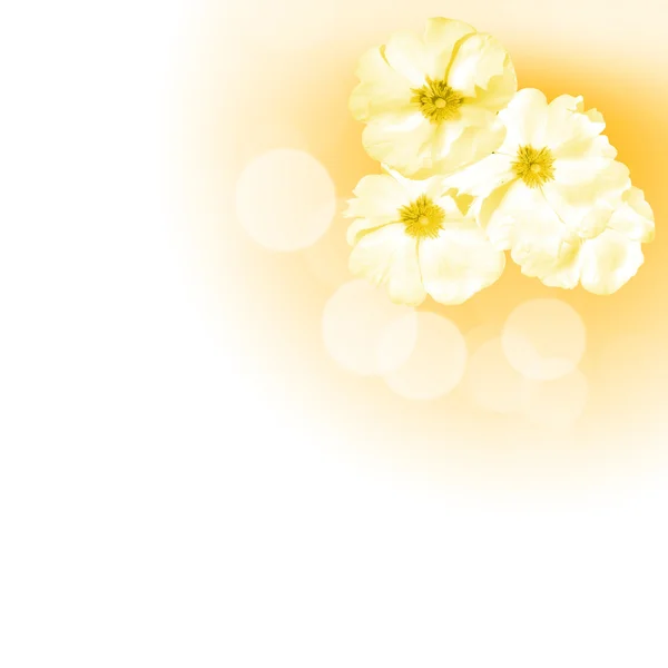 Λουλούδια στο λευκό φόντο — Φωτογραφία Αρχείου