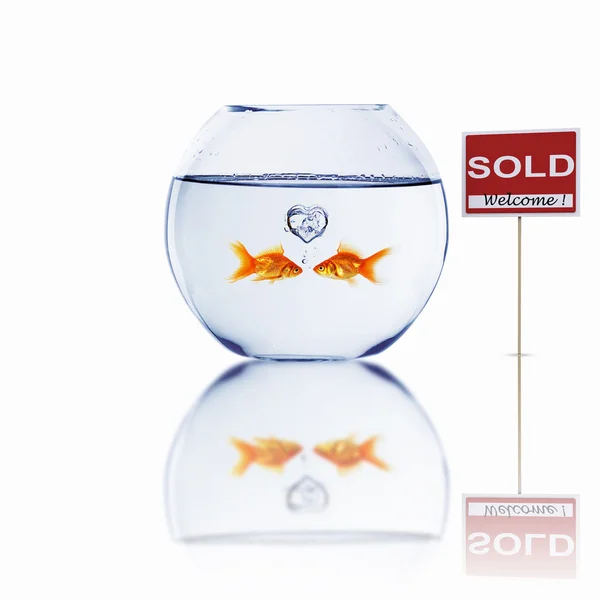 金魚鉢の金の魚 — ストック写真