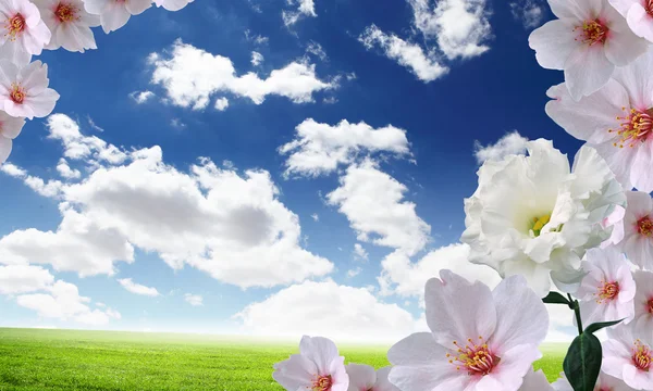 Beautiful flowers against the blue sky — Stock Photo, Image