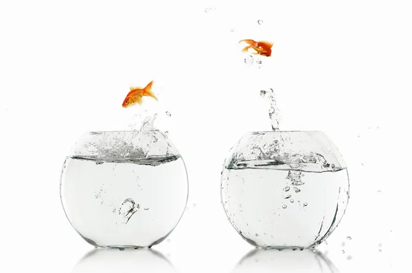 Gold fish in a fishbowl — Stock Photo, Image