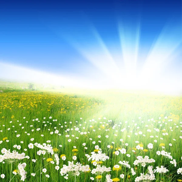 Prairies de fleurs avec soleil brillant — Photo