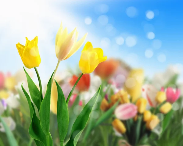 Tulip flower fält — Stockfoto
