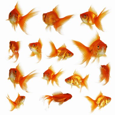 Gold fish together clipart