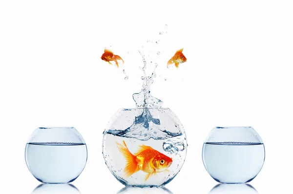 Gold fish in a fishbowl — Stock Photo, Image