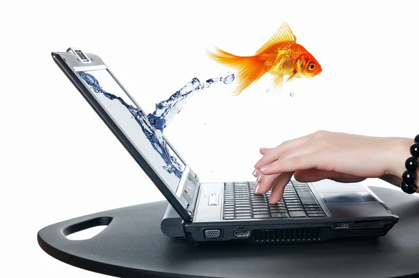 Goldfisch auf dem Notebook-Bildschirm — Stockfoto