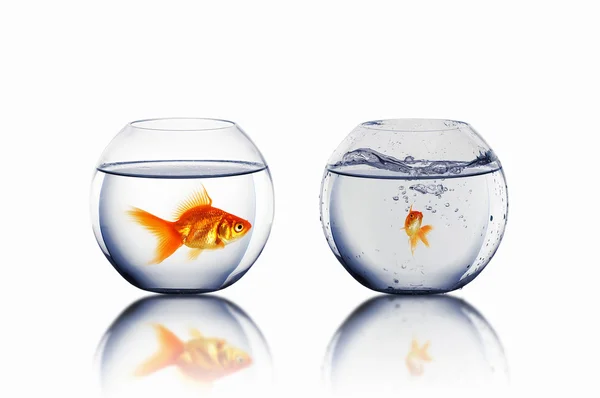 Gold fish in love — Stock Photo, Image