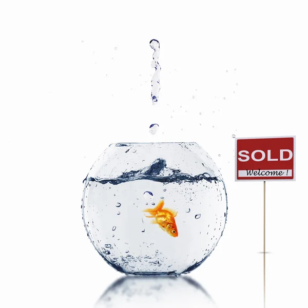 Gouden vis in een vissenkom — Stockfoto