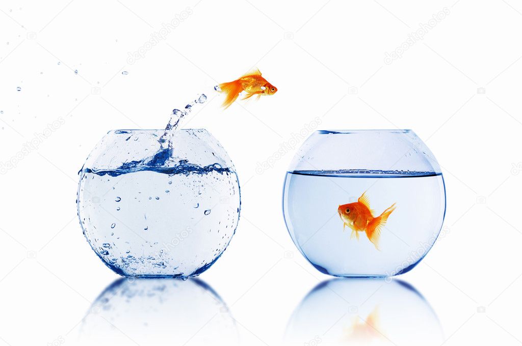 Gold Fishes In A Fishbowl Stock Photo By ©rclassenlayouts