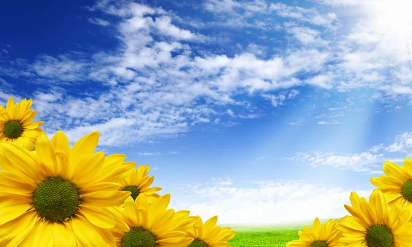 Hermosas flores contra el cielo azul — Foto de Stock