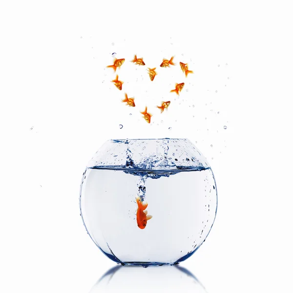 stock image Gold fish in love