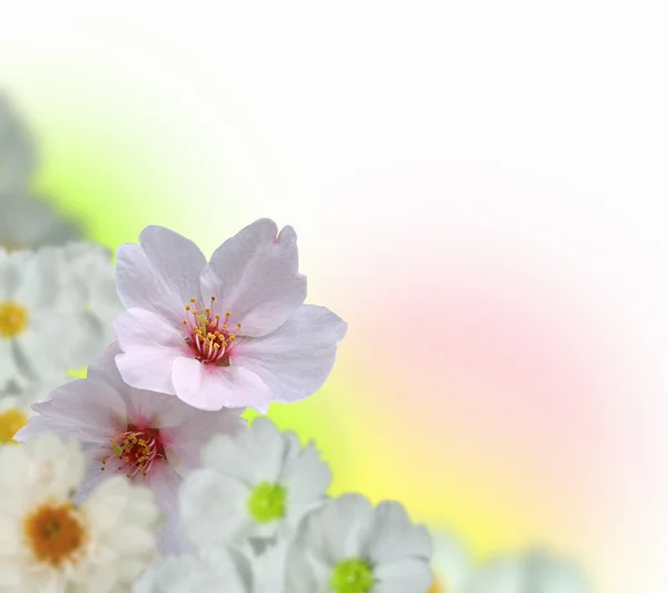 Барвистий квітка фону — стокове фото