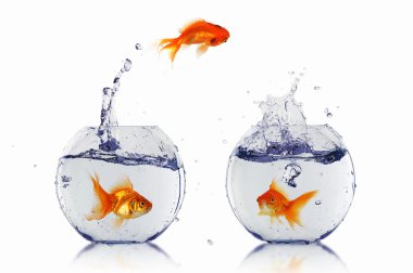 Gold fish in a fishbowl clipart