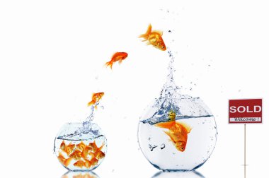 Gold fish in a fishbowl clipart