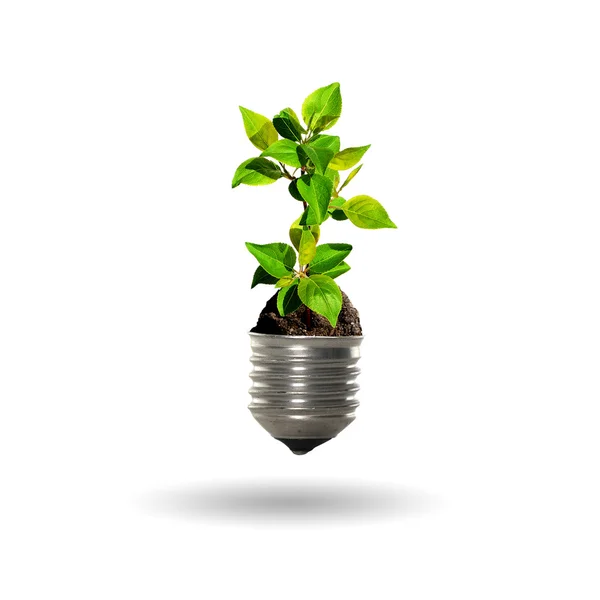 Bulb with a tree — Stock Photo, Image