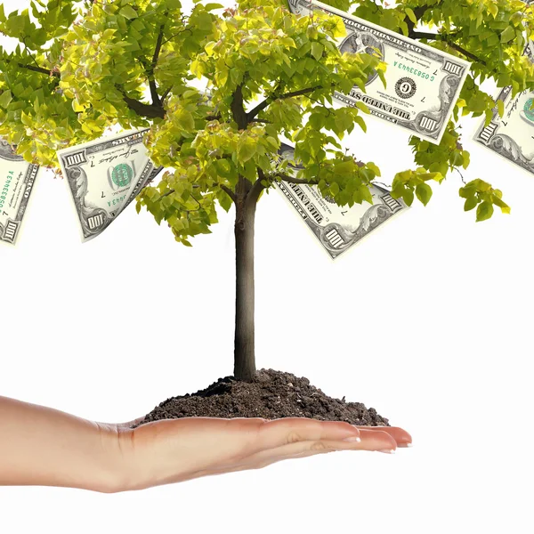Money Tree — Stock Image Money Tree Royalty Free Stock Images