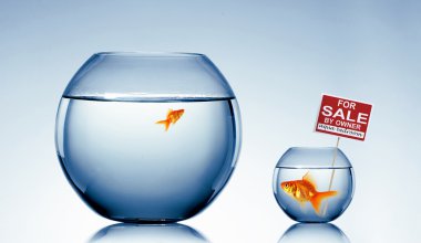 Gold fish in a fishbowl clipart