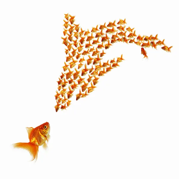Gouden vis samen — Stockfoto
