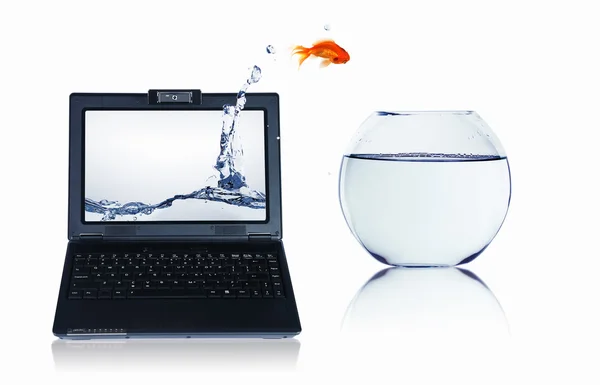 Goldfisch auf dem Notebook-Bildschirm — Stockfoto