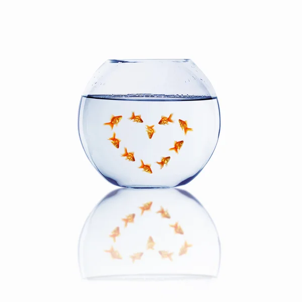 Gold fish in love — Stock Photo, Image