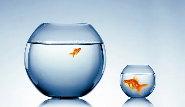 Guld fisk i en fishbowl — Stockfoto