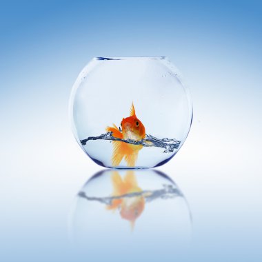 Gold fish in a fishbowl clipart