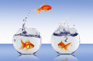 Gold fish in a fishbowl clipart