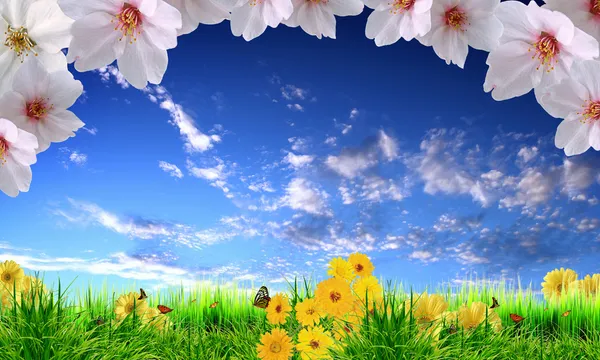 ดอกไม้ที่สวยงามกับท้องฟ้าสีฟ้า — ภาพถ่ายสต็อก
