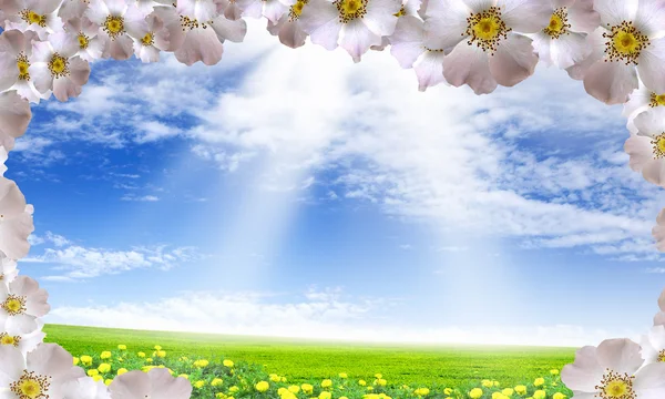 Hermosas flores contra el cielo azul —  Fotos de Stock