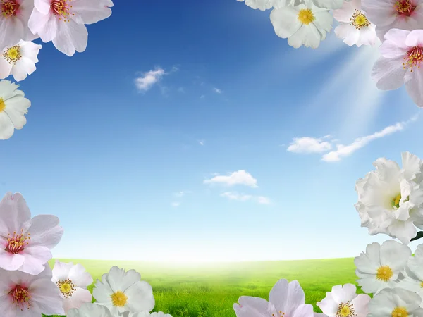 Piękne kwiaty przeciw błękitne niebo — Zdjęcie stockowe
