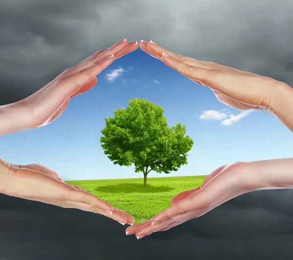 Manos humanas protegiendo árbol — Foto de Stock